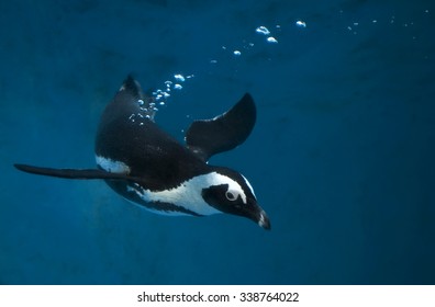 Penguin Swimming underwater in blue water