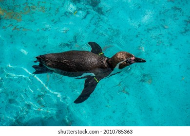 ペンギン イラスト 泳ぐ Stock Photos Images Photography Shutterstock