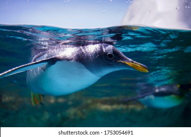 Penguin swimming in water tank. Aquarium and underwater animal. 