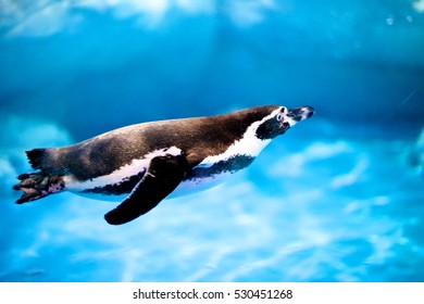 Penguin Swimming In The Zoo