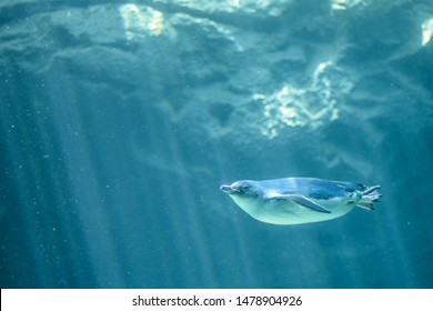 Penguin swims under blue water 