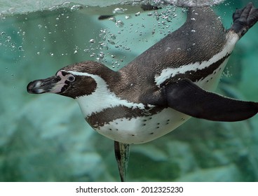 Penguin swims underwater in the sea. - Powered by Shutterstock