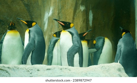 
penguin in the taipei zoo