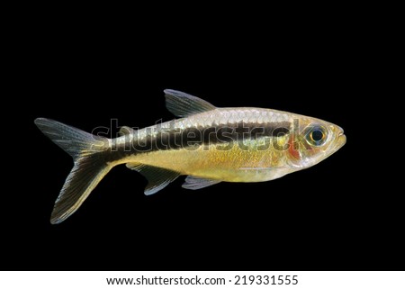 penguin tetra fish