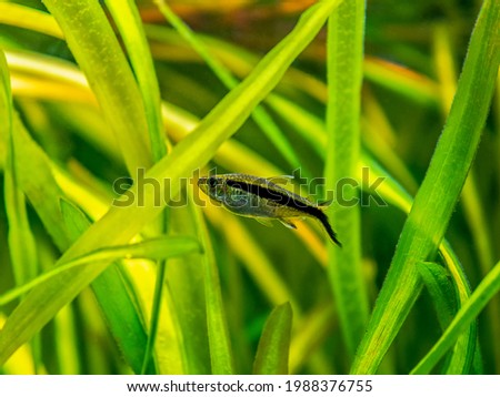 Penguin tetra (Thayeria boehlkei ) isolated in a fish tank with blurred background