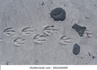 ペンギン 足跡 の画像 写真素材 ベクター画像 Shutterstock