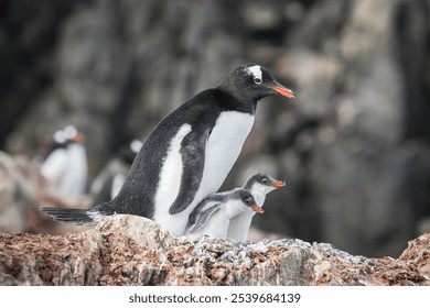 Penguin with two chicks standing on rocky surface with blurred background. - Powered by Shutterstock