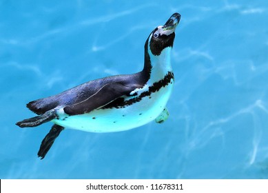 Penguin Under Water