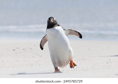 Penguin waddling along on sandy beach in Falkland Islands surrounded by water