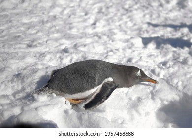 水族館 ペンギン の画像 写真素材 ベクター画像 Shutterstock