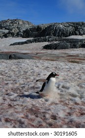 Penguin Walking On Snow Algae