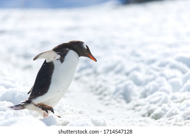 Penguin Walking Through The Snow