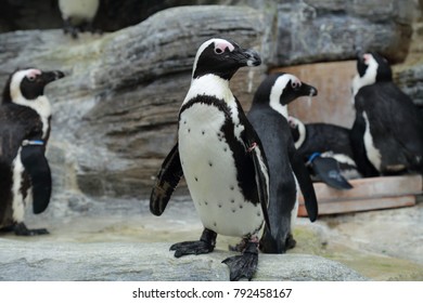 Penguin In A Zoo.