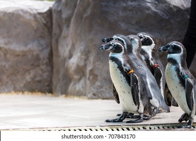 penguins