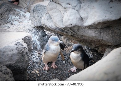 Penguins