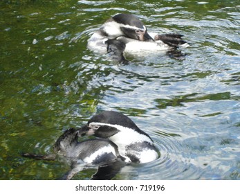 Penguins