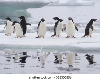 Penguins In Antarctica