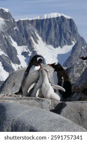 Pingüinos en el continente antártico