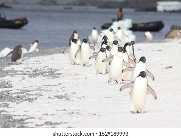 Penguins In Antarctica On The Beach