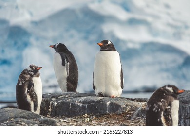 Pingüinos en la Antártida. Bloqueo de puerto