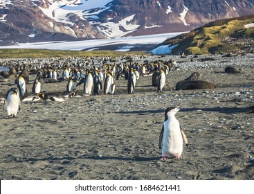 Penguins in Antarctica and South Georgia (chinstrap, gentoo, adelie, king) with mountain, iceberg, grass in a colony and rookery