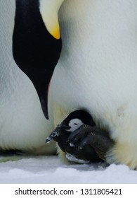 Penguins In Antartica