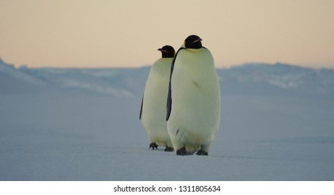 Penguins In Antartica