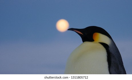 Penguins In Antartica