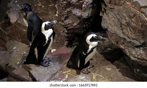 Penguins Ay The New England Aquarium