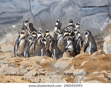 Penguins Birds Al Ain Zoo natural beauty animals scenery Great Views blue sky clouds trees plant flowers Green background wallpaper HD natural environment earth winning New picture travel holiday UAE