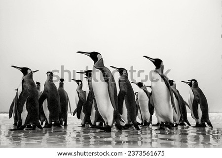 Penguins, black and white art. Penguin colony. Group of king penguins coming back from sea to the beach with wave and blue sky in background, South Georgia, Antarctica. Ocean water bird in Atlantic.