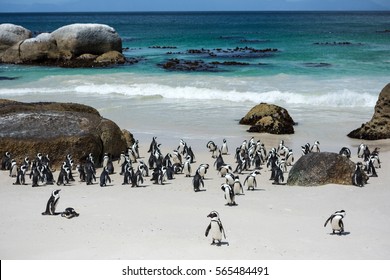 Penguins in the in the Boulders Beach Nature Reserve. Cape Town, South Africa