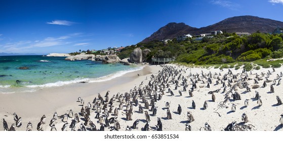 Penguins at boulders beach in Simons Town, Cape Town, Africa - Shutterstock ID 653851534