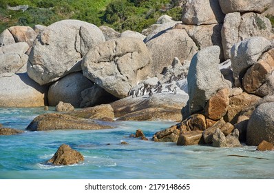 Penguins At Boulders Beach In South Africa. Birds Enjoying And Playing On The Rocks On An Empty Seaside Beach. Animals On A Remote And Secluded Popular Tourist Attraction Destination In Cape Town