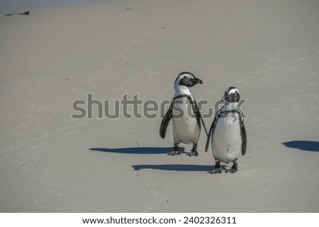 Penguins at the Bulders Beach colony near Cape Town, South Africa