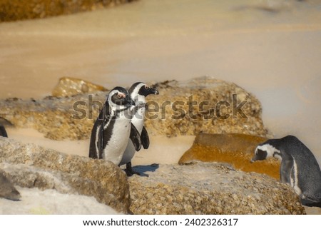 Penguins at the Bulders Beach colony near Cape Town, South Africa