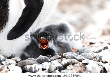 Penguins colony in Antarctica Peninsula