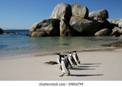 Penguins crossing the sandy beach at Boulders in South Africa - Powered by Shutterstock