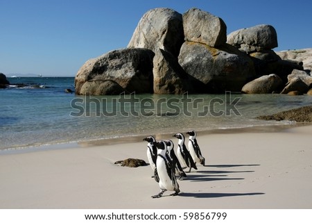 Penguins crossing the sandy beach at Boulders in South Africa