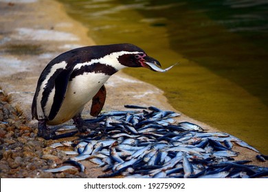penguins-eat-fish-zoo-260nw-192759092.jp