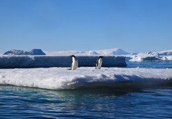 Adélie Penguins At Eye Level. Photo Taken From A Kayak In Antarctica.