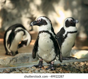 Penguins Group Aquatic Flightless Birds Living Stock Photo 49922287