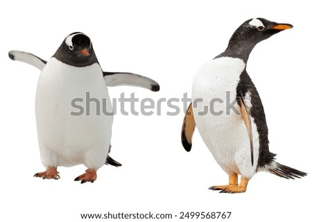 penguins isolated on white background.