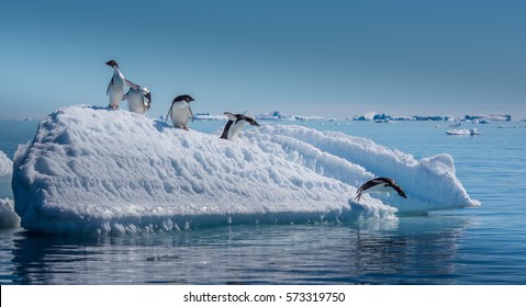 Penguins Jumping from Small Iceberg in Antarctica - Powered by Shutterstock