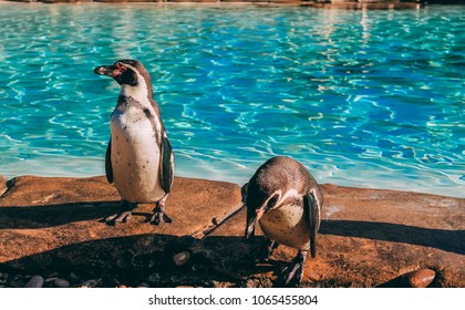 Penguins At London Zoo