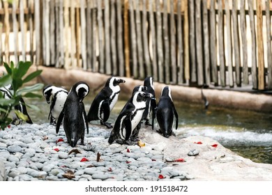 Penguins looking