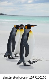 Penguins Marching Along A Beach In The Falklands