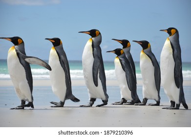 Penguins Marching Along A Beach In The Falklands