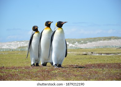 Penguins Marching Along The Grass In The Falklands