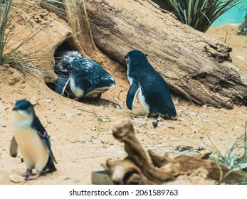 Penguins Marching And Co-existing In The Zoo